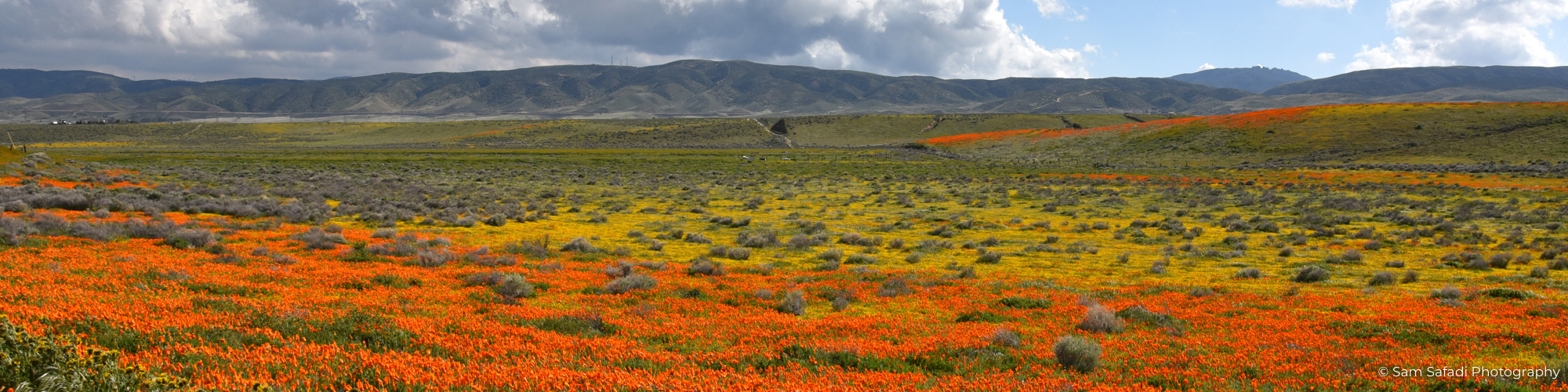 Antelope Vally Poppy California 1