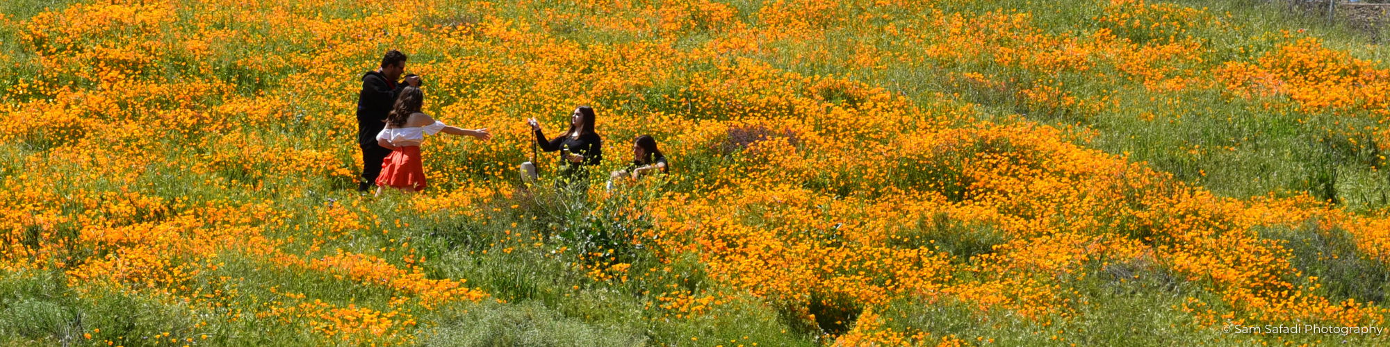 Antelope Vally Poppy California 2