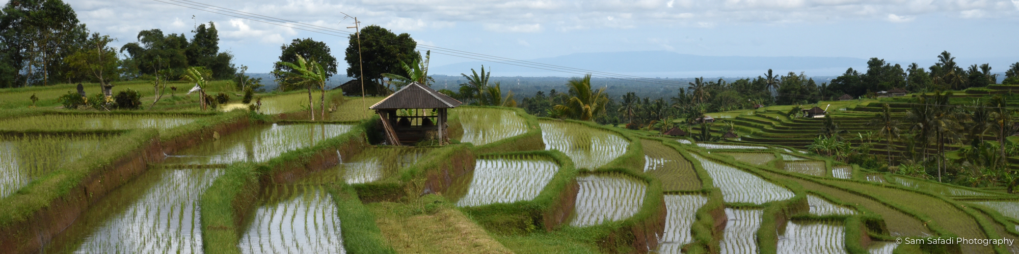 Bali Jatiluwith Rice Field