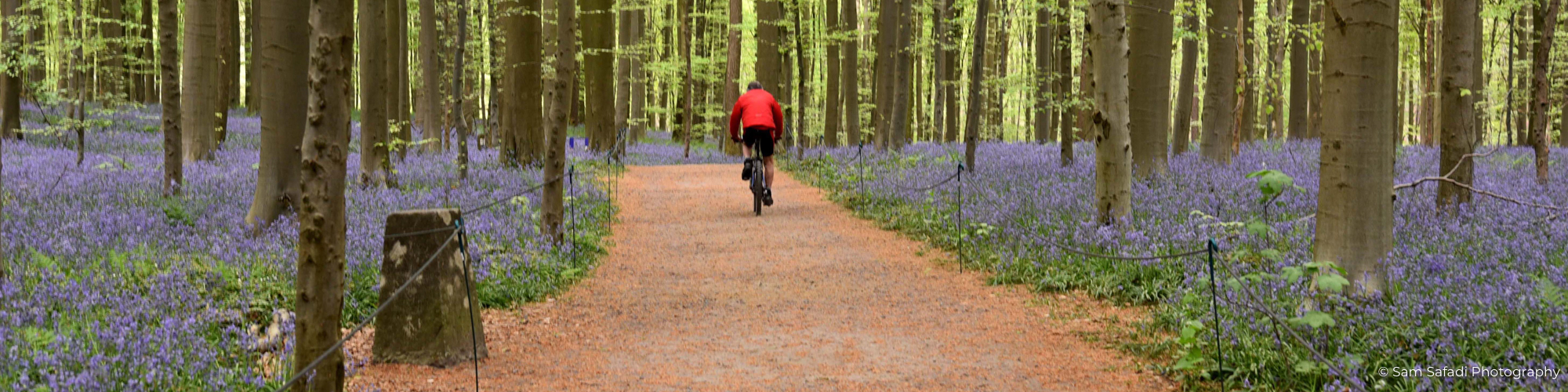 Belgium Hallerbos Blue Forest