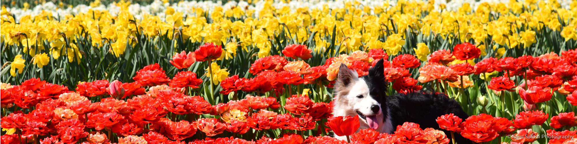 Netherlands 2