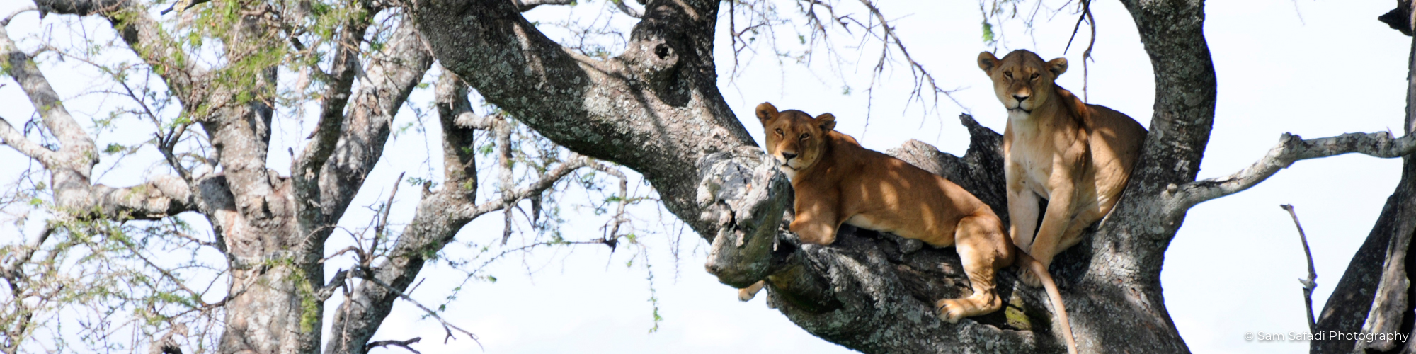 Tanzania 1